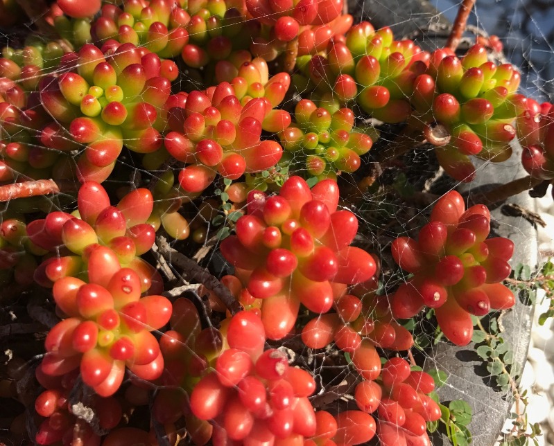 Red Jelly Bean Plant